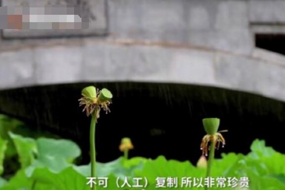 怒了！南京玄武湖并蒂蓮被游客摘下是怎么回事？(圖3)