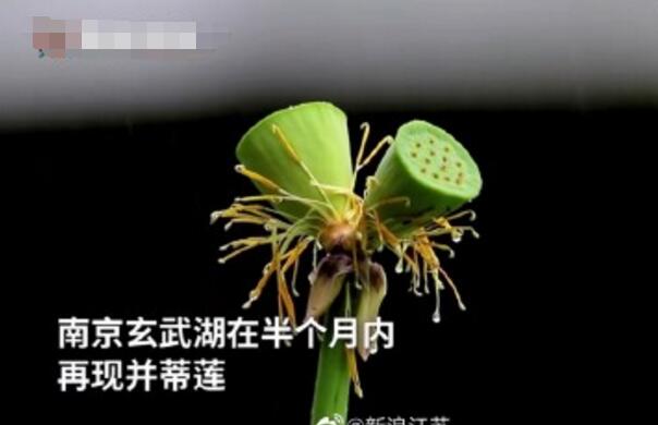 怒了！南京玄武湖并蒂蓮被游客摘下是怎么回事？(圖2)