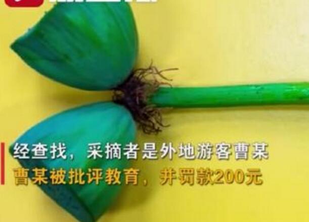 怒了！南京玄武湖并蒂蓮被游客摘下是怎么回事？